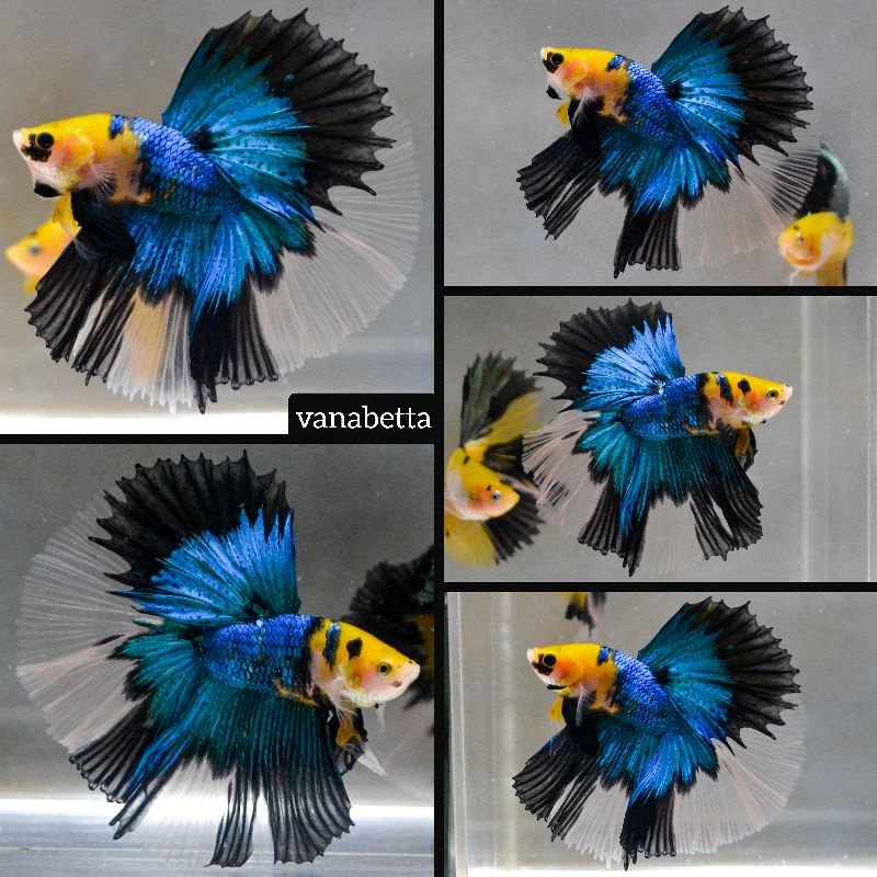 Halfmoon Yellow Koi Galaxy Pair Reguler