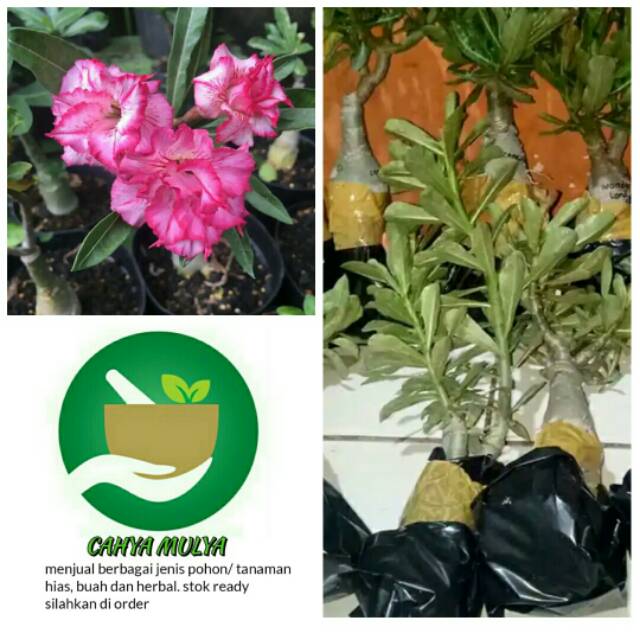 Bibit pohon tanaman bunga adenium kamboja pink - pohon bonsai unik