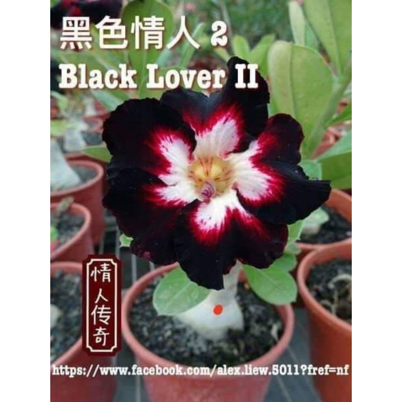 NEW Adenium bunga single "Black lover"