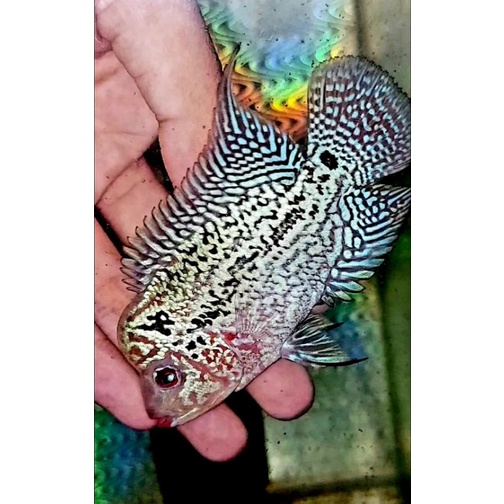 cencu thunderbolt series