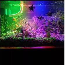 Lampu aquarium 30cm / Lampu led / Lampu celup / Lampu neon