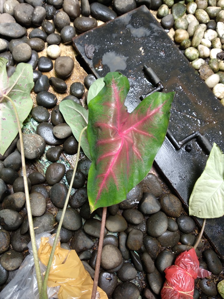 Tanaman Hias Keladi Lipstik Pink Tanaman Hias