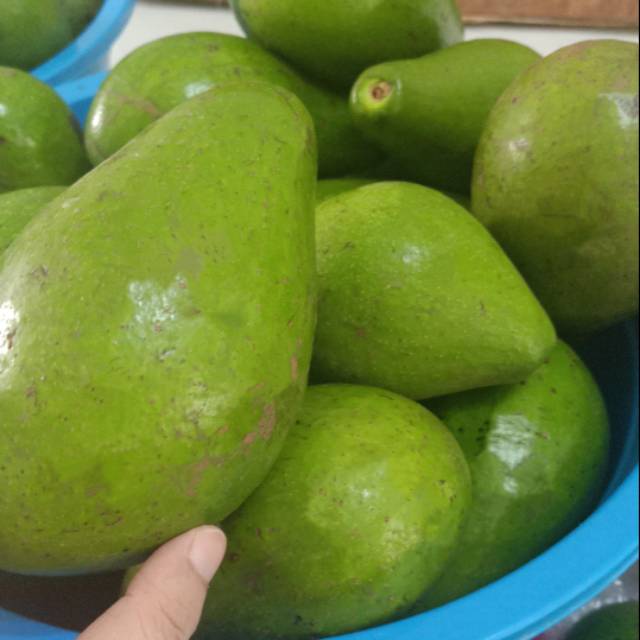 

Alpukat mentega