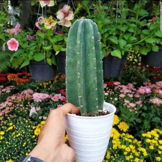 Tanaman Hias Kaktus Cowboy - Tanaman Hias - Kaktus