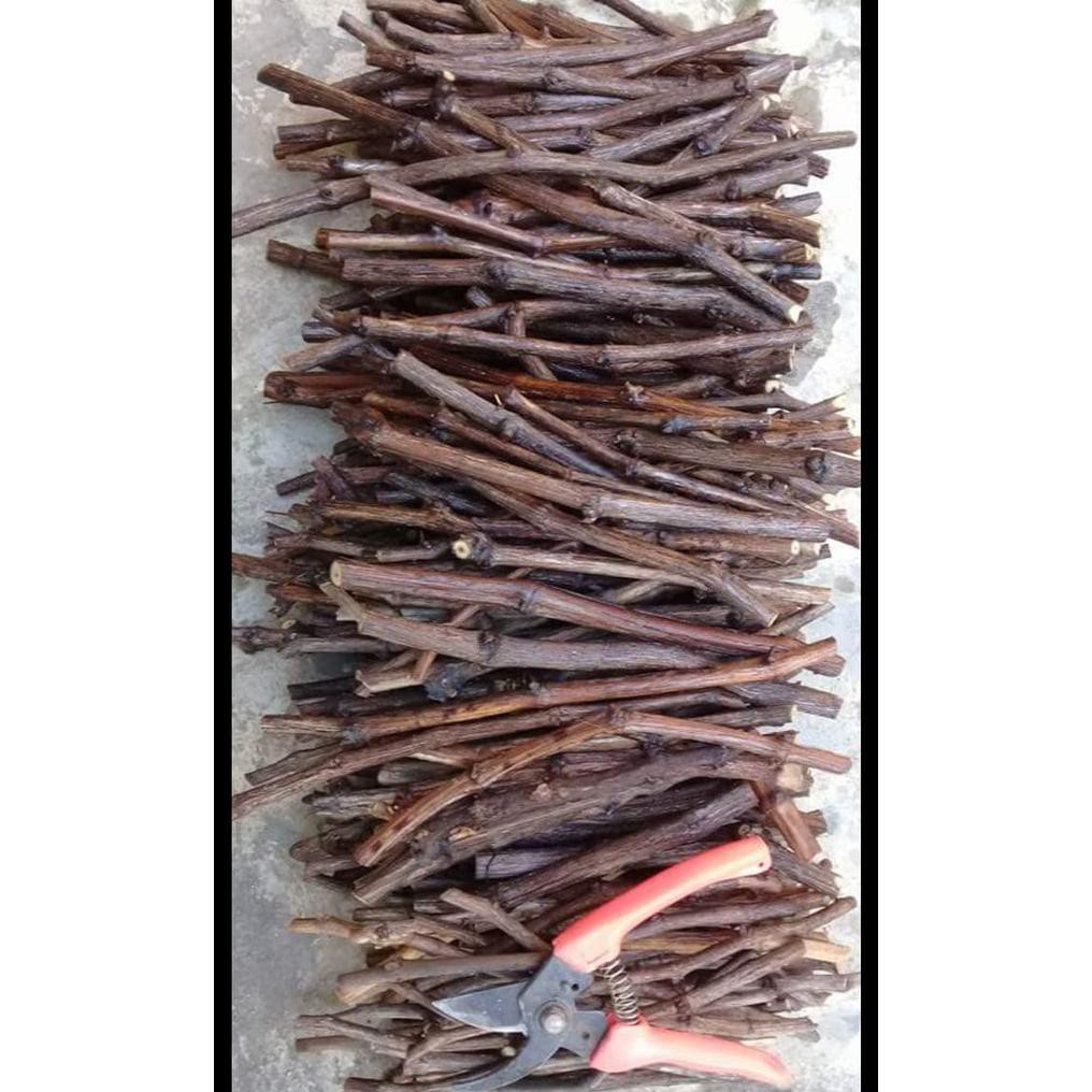 5 Stek Cutting Bibit Anggur Ninel Import @_@