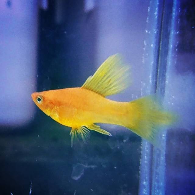 #platy sunrise hifin pintail (pasangan)