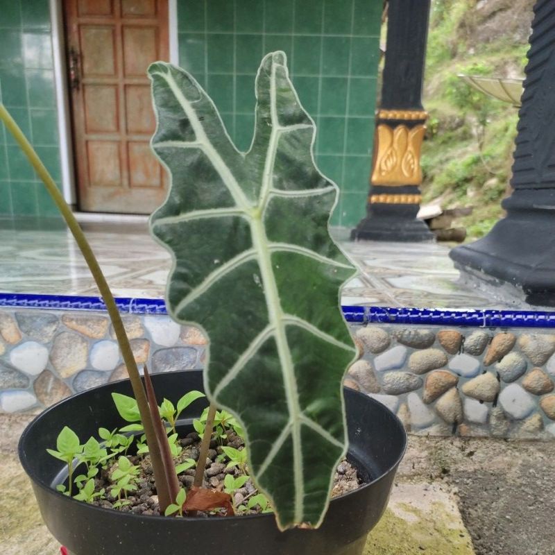Keladi alocasia tengkorak