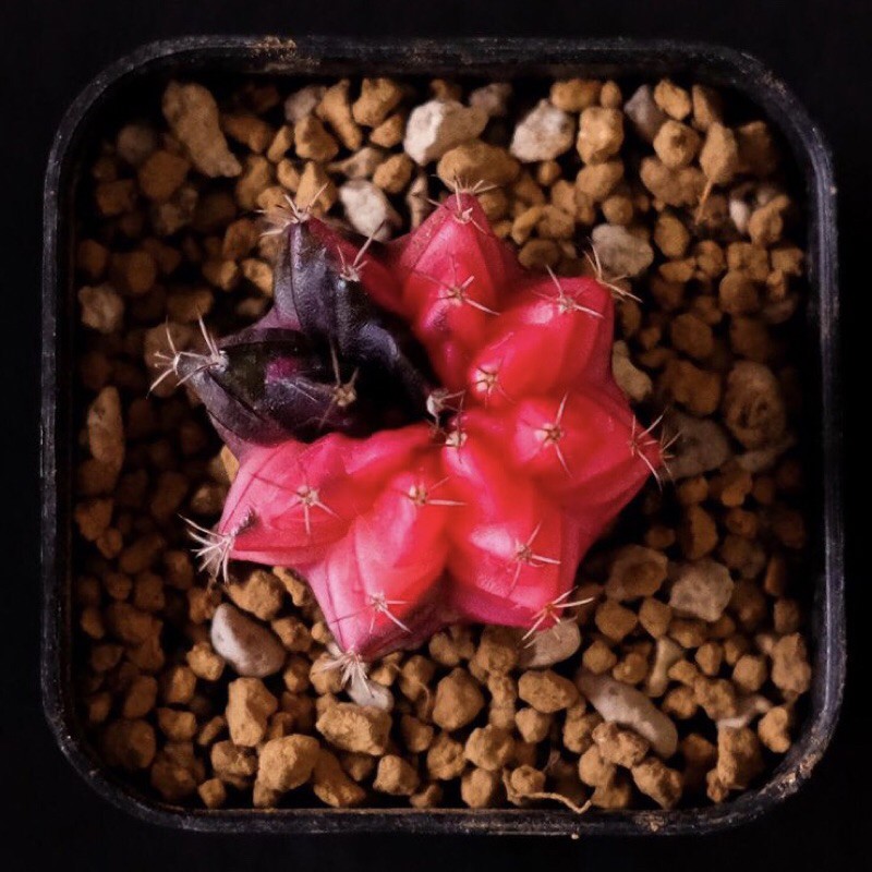 Kaktus Gymnocalycium Variegata wax red color