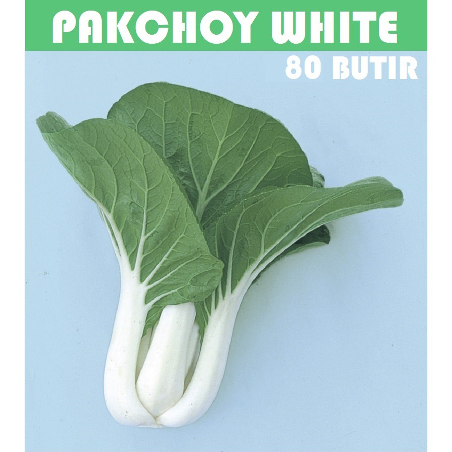 Bibit Benih Biji Pakchoy Pakchoi Green White Sawi Daging Bok choy Bokchoi Pokcoy Pokcay-Pakchoy White 80 btr