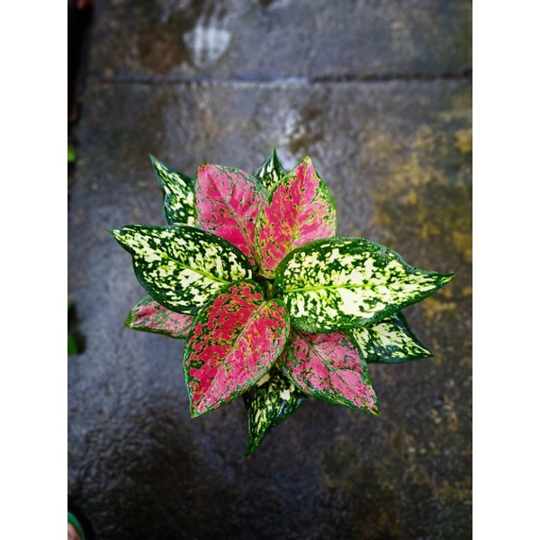 aglonema merah putih