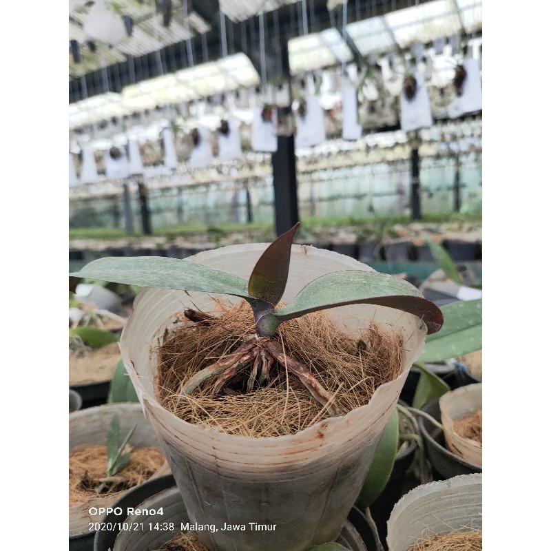 Anggrek Bulan Remaja