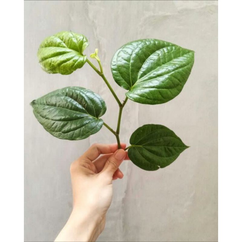 

DAUN SIRIH FRESH (1 lembar)