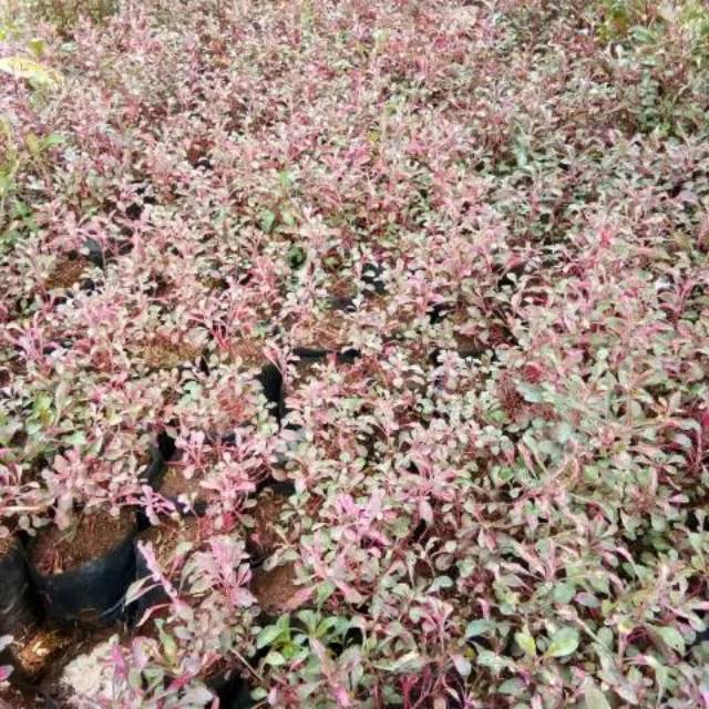 tanaman hias krokot merah - hiasan taman - krokot - pohon krokot merah - krokot merah