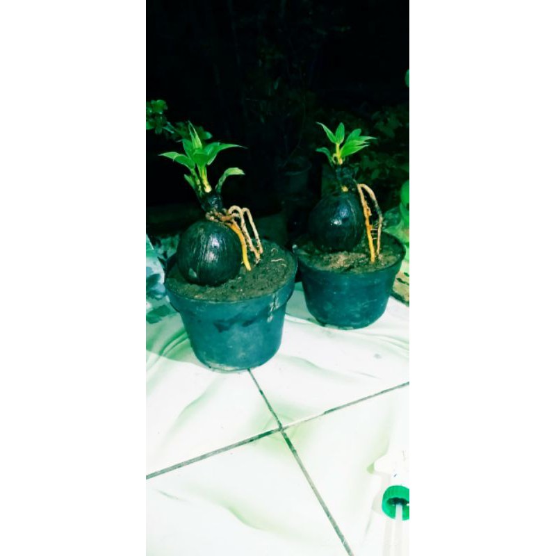 (khusus pulau jawa) Bonsay kelapa mini