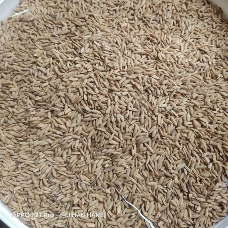 

gabah merah 1 kg