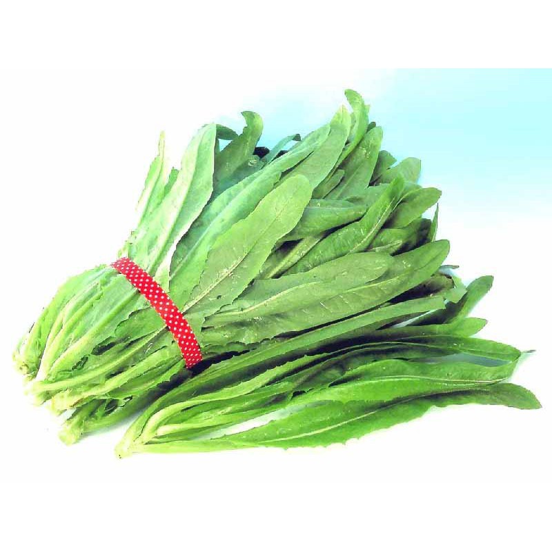 Benih Bibit Biji - Fumak Siomak Hijau Selada Wangi Pointed Leaf Sword Lettuce Seeds - Panen Dalam 35 Hari