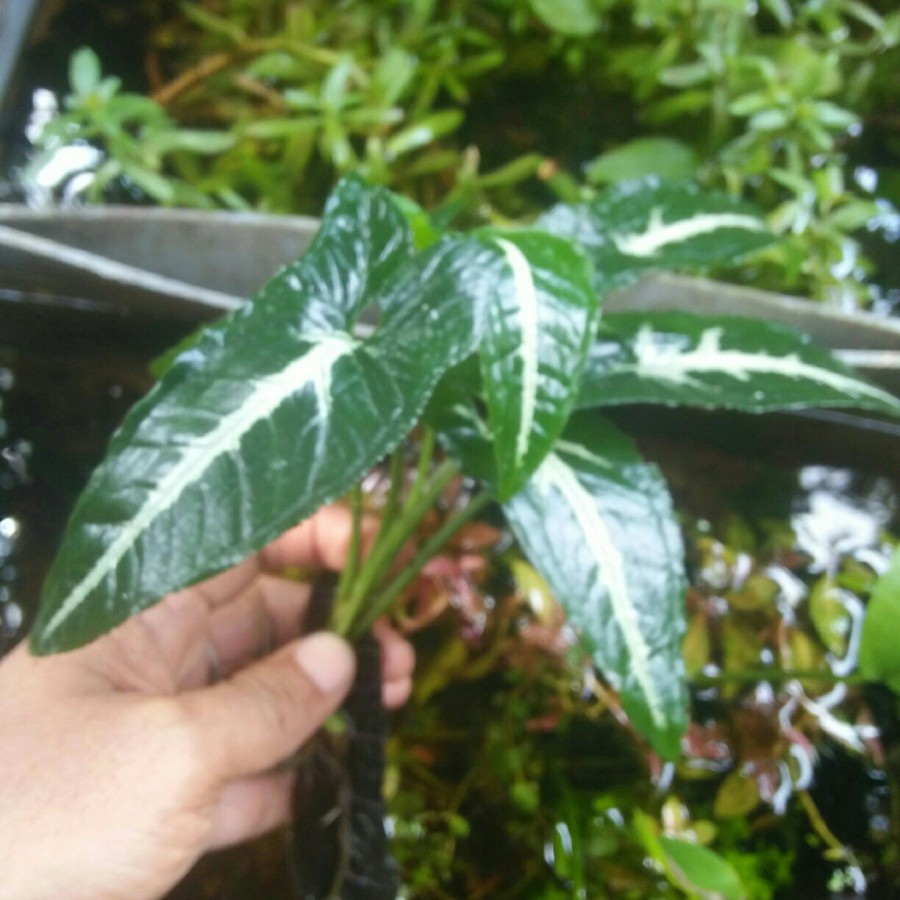 Singonium, media Wabikusa