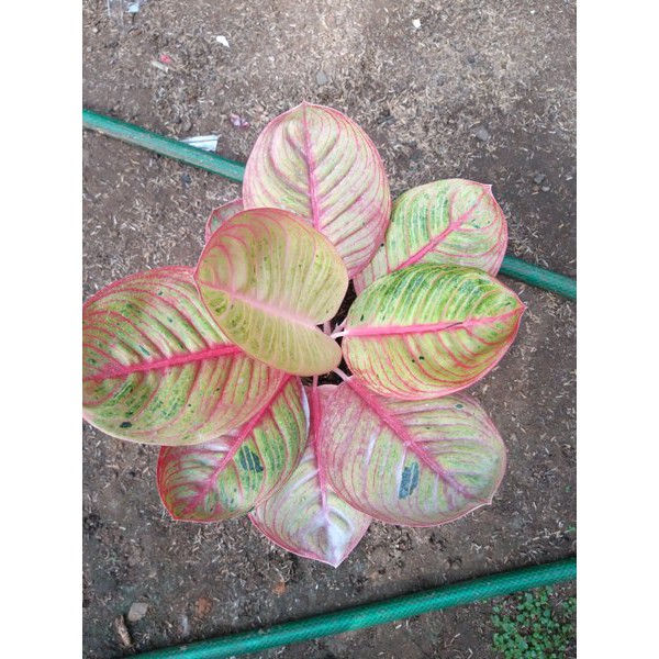 Bonggolan Aglonema Goliath Petani Aglonema
