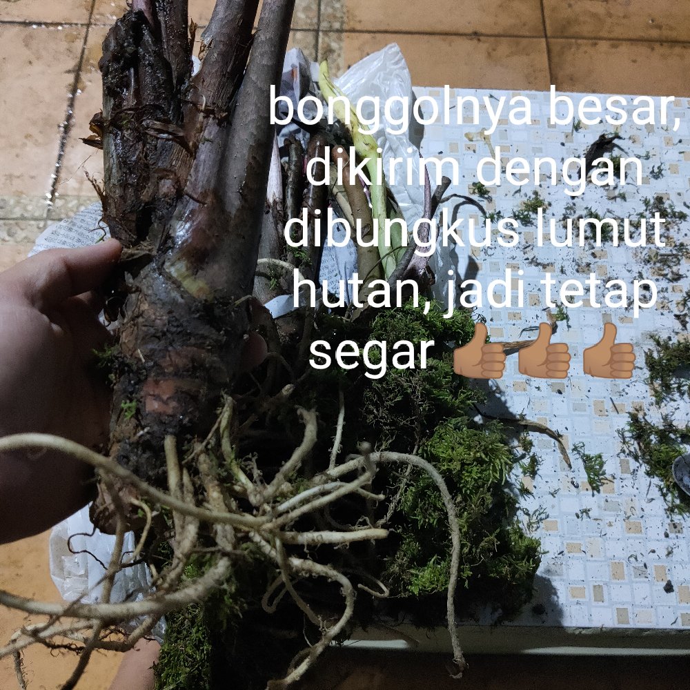 Bonggol Alocasia Zebrina Khas Lampung/longiloba (bonggol Agak Besar)