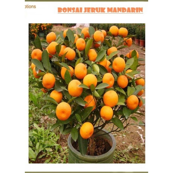 

biji/benih/buah_jeruk_bonsai_mandarin,,/10biji