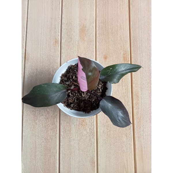 Philodendron pink princes