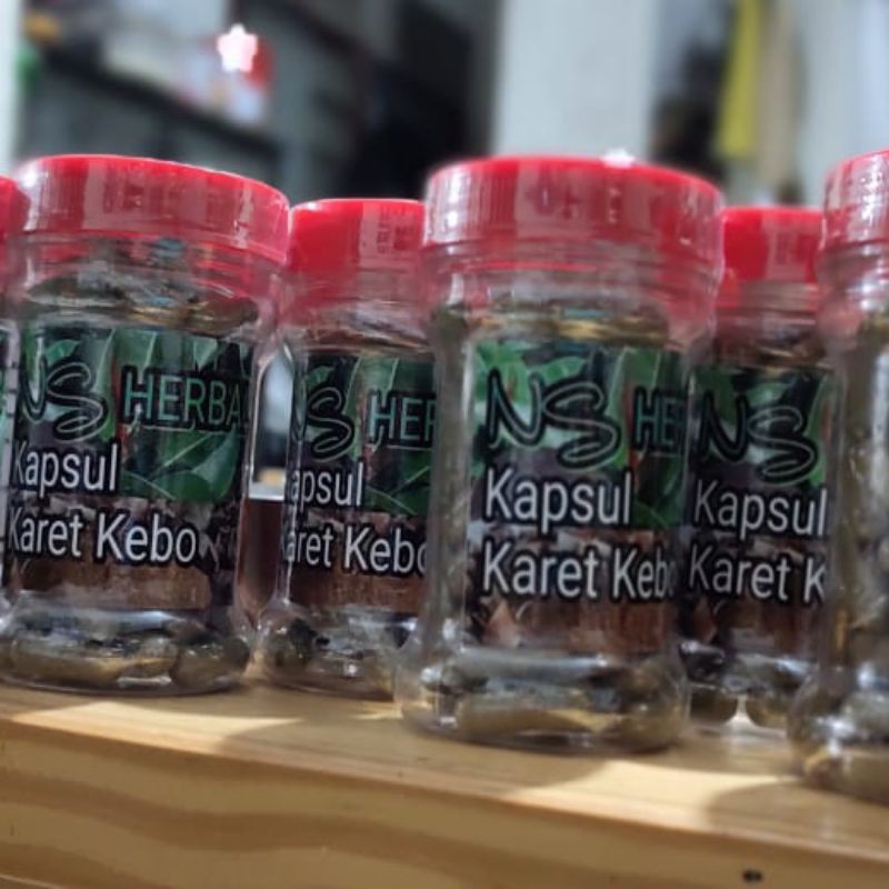 kapsul daun karet kebo obat herbal alami stroke hipertensi keputihan rematik lambung maag magh