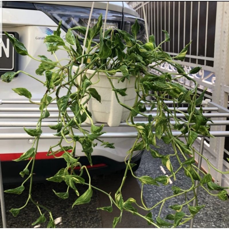 tanaman epipremnum shangrila varigata shangrilla varigata rimbun