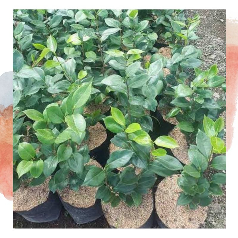 Bibit Bunga Camelia Hidup