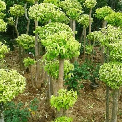 bibit sambung tanaman bonsai anting putri - anting putri kuning