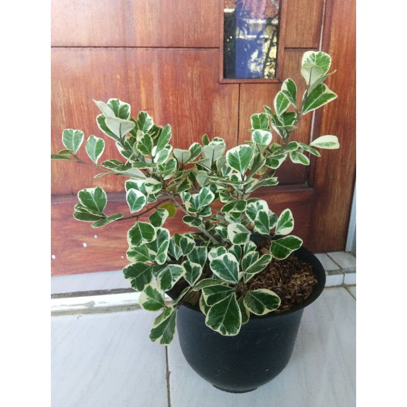 Ficus Variegata