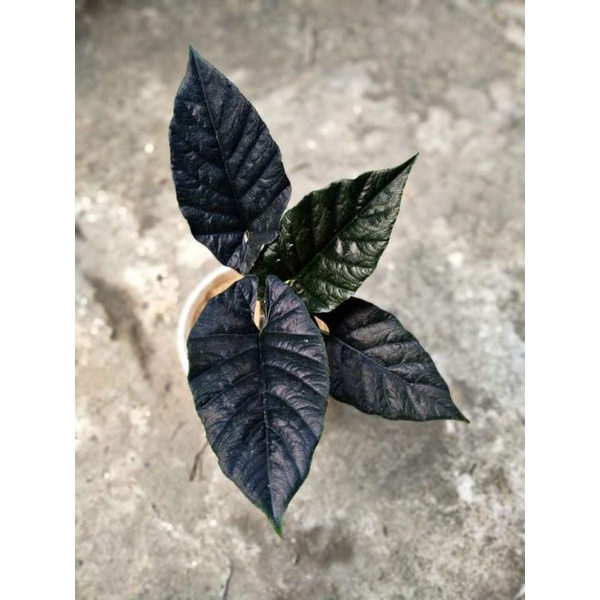 Bonggol Alocasia Antoro