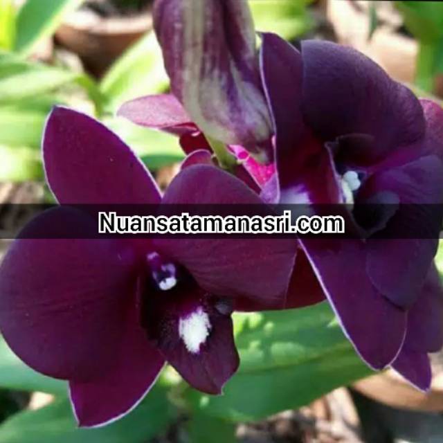 Anggrek dendrobium red dragon ukuran remaja