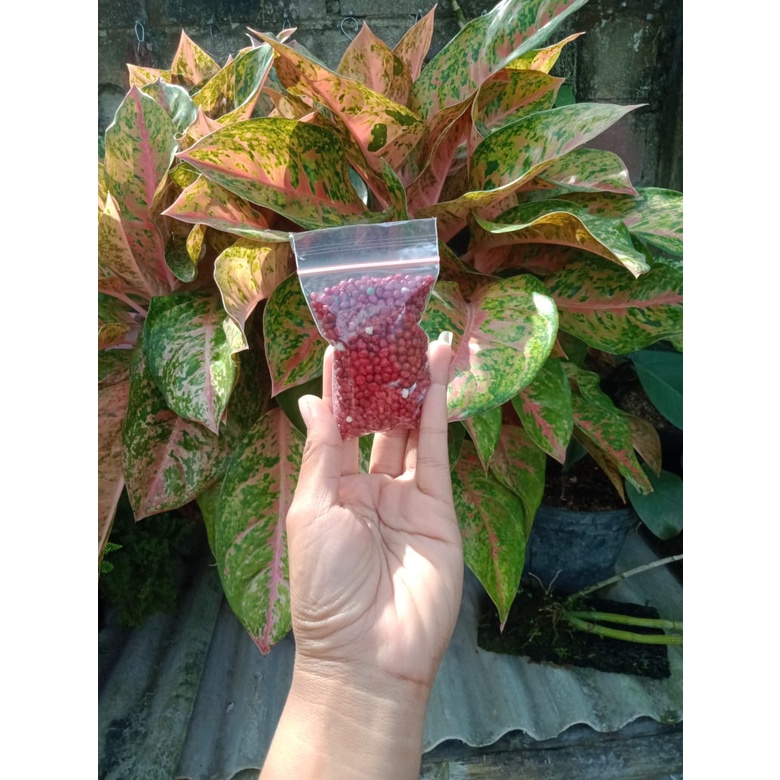 pupuk osmocote merah 50gr