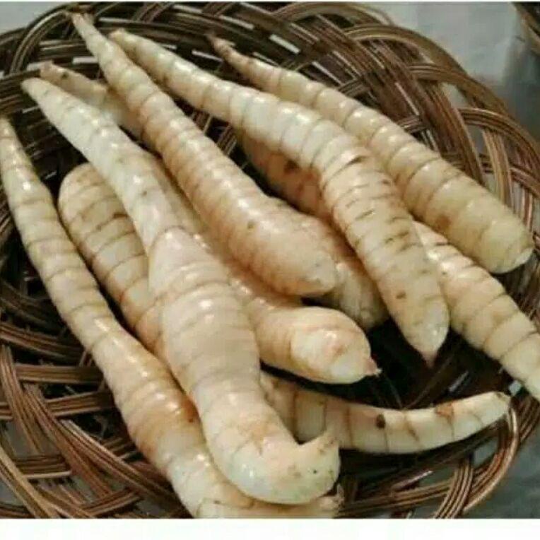 

[KODE W8G99] TEPUNG GARUT/PATI ASAM LAMBUNG/ANGKRIK /ARROWROOT 500Gr