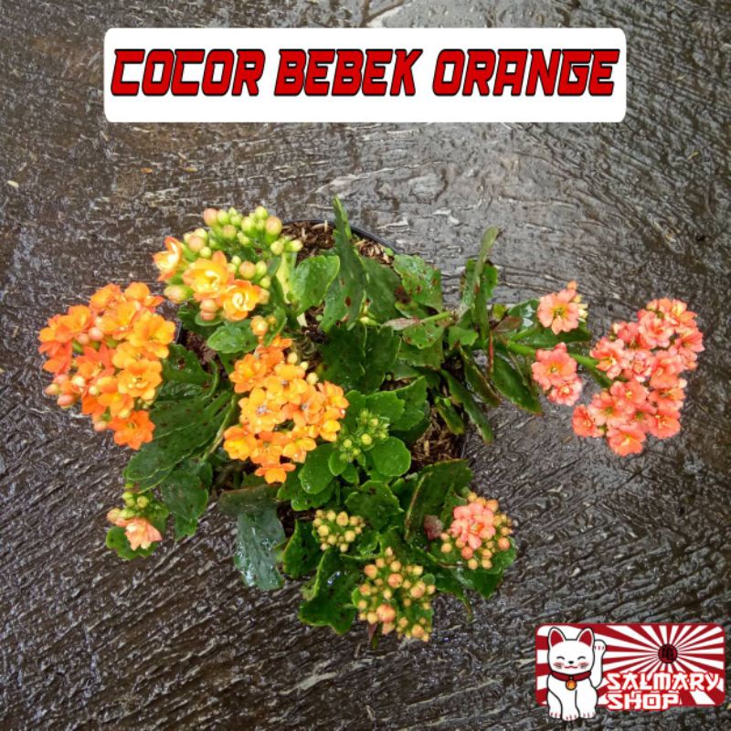 Tanaman Hias Bunga Cocor Bebek Orange / Kalanchoe Calandiva / Bunga Tumpuk Indoor