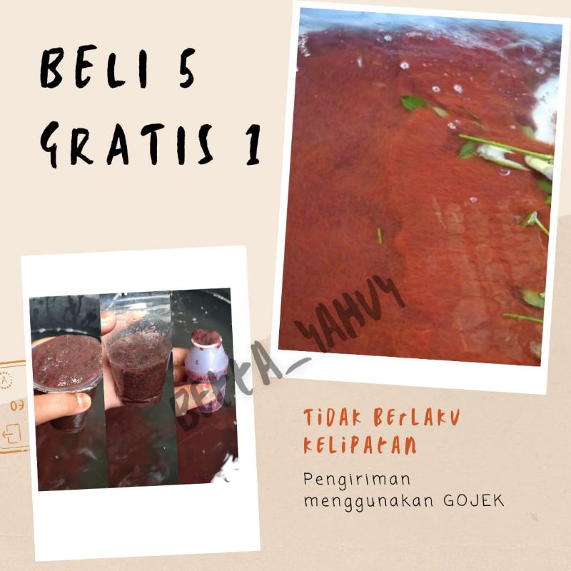 Cacing Sutra Hidup 1 Gelas Aqua