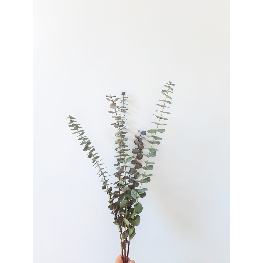 Eucalyptus Baby Blue 30-40cm | Dried Eucalyptus | Eucalyptus Kering | Silver Dollar