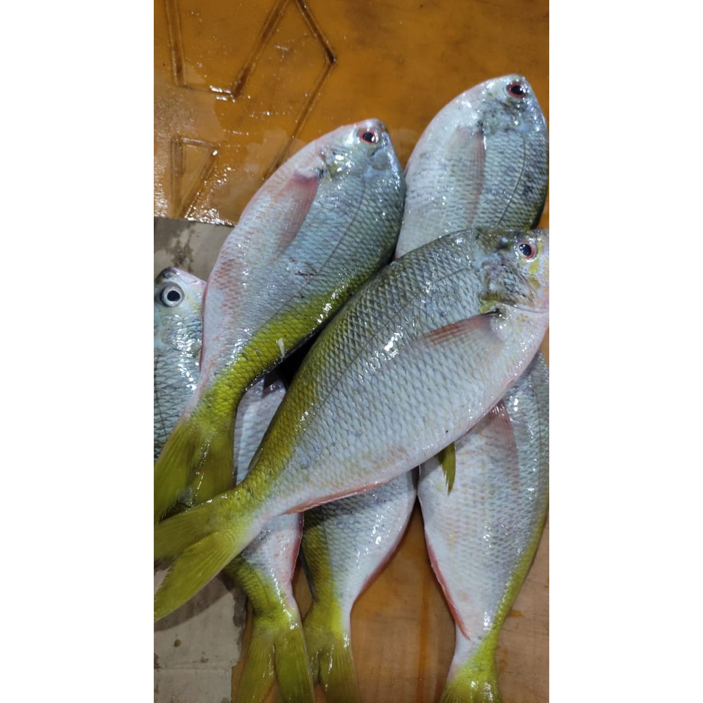 

Ikan Ekor Kuning - 1Kg