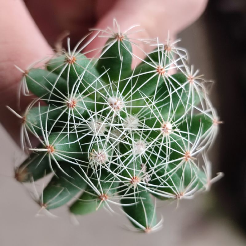 Kaktus Mammillaria sphaerica ownroot parabola