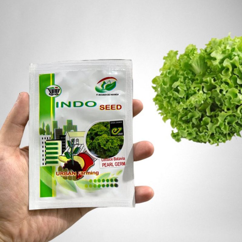 Indo seed Enza lettuce pearl gem 1 gr selada keriting hijau