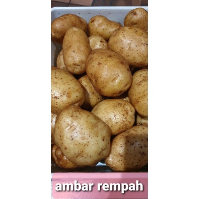 

Kentang dieng besar 1kg.