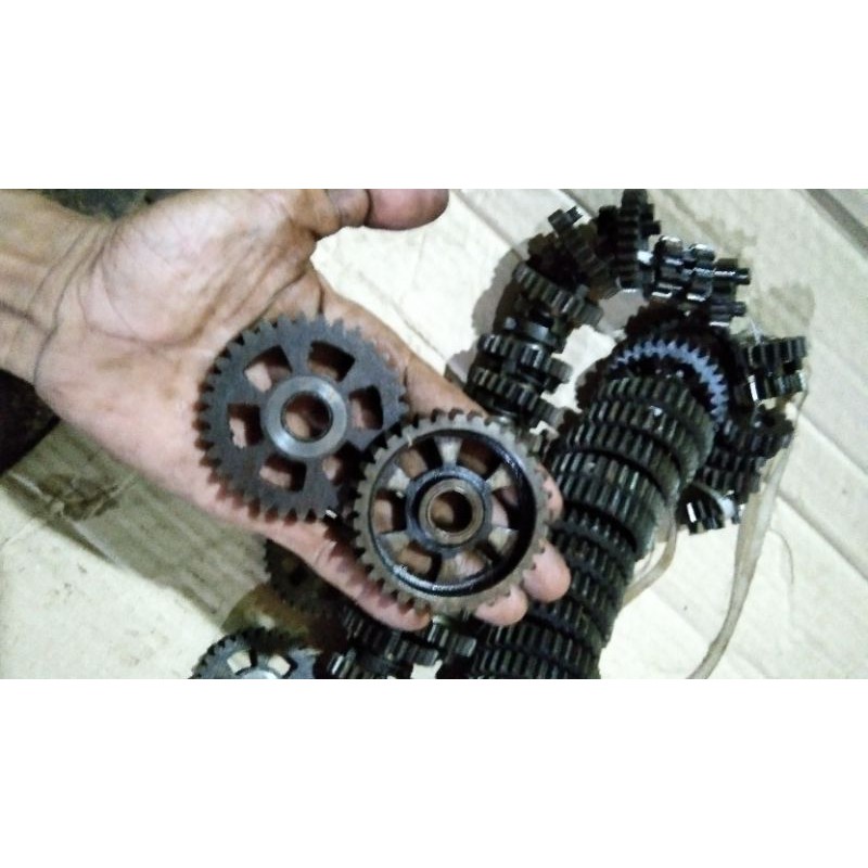 rasio Shogun new atau Shogun kebo gigi 1