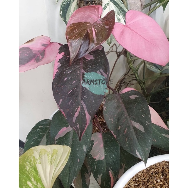 NEW Promo Bibit Tanaman Hias Philodendron Pink Princes / Bonggol Tanaman hias pink Princes