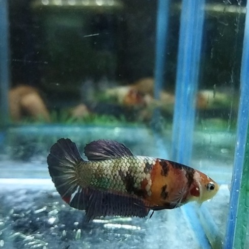 IKAN CUPANG BETINA/FEMALE NEMO COPPER/KOI BASE METALIC SIAP BREED 100% REALPICT (KODE AJ28)