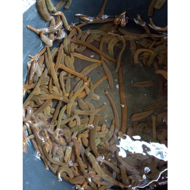 Lintah hidup lintah steril untuk terapi