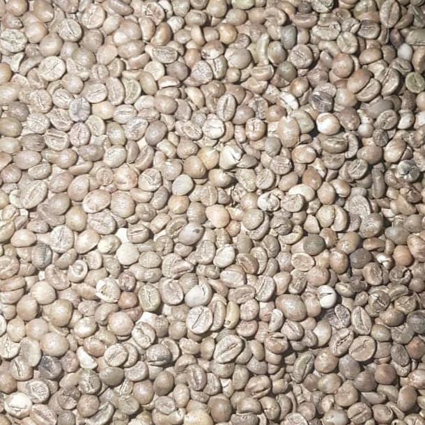 

Kopi- Green Bean Kopi Robusta Lampung 1 Kg -Biji-Kopi.
