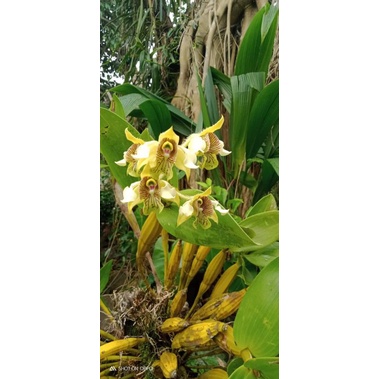 Anggrek Dendro Macrophyllum Jawa Rimbun Gemoy