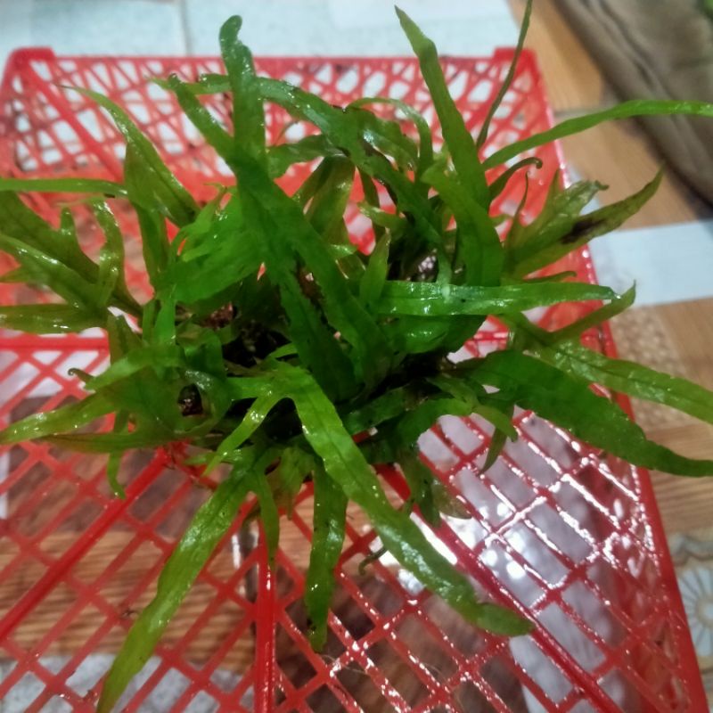 kadaka trident tanaman aquascape