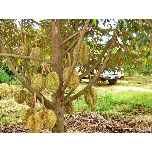 Bibit Durian Montong Kaki 1 (Jaminan Original)