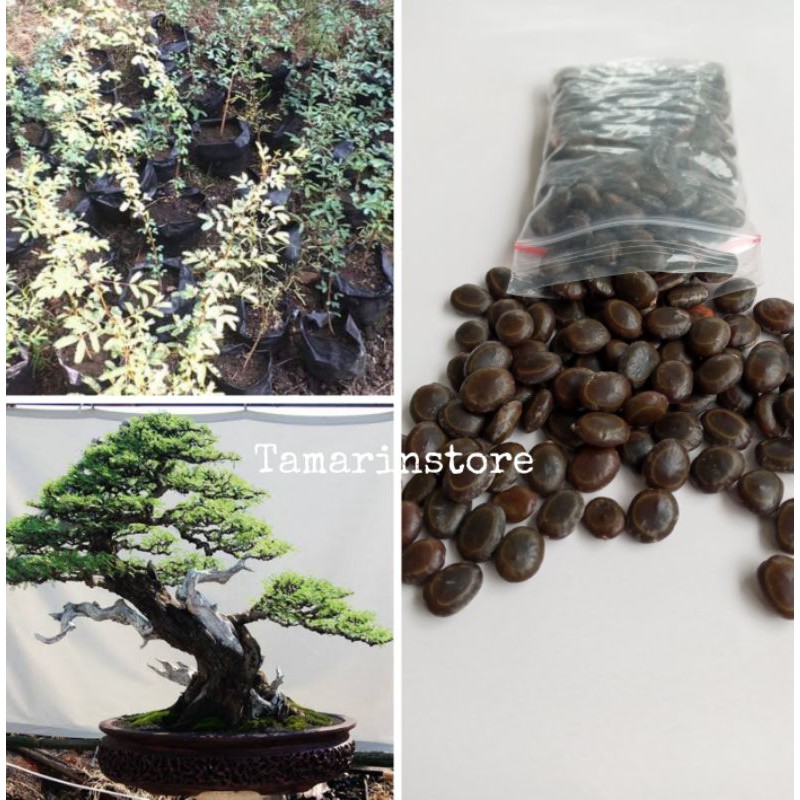 Biji / Benih / Bibit - Bahan bonsai arabika ( Klampis ireng ) 30 Biji